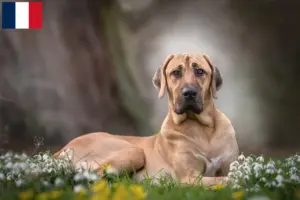 Lire la suite à propos de l’article Éleveurs de Broholmer et chiots en France