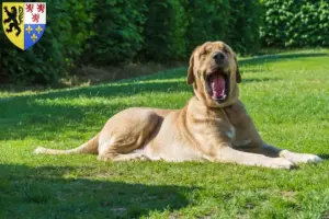 Lire la suite à propos de l’article Éleveurs de Broholmer et chiots en Hauts-de-France