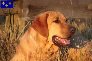 Lire la suite à propos de l’article Éleveurs de Broholmer et chiots en Île-de-France