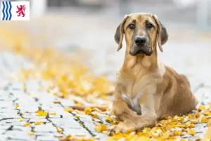 Lire la suite à propos de l’article Éleveurs de Broholmer et chiots en Nouvelle-Aquitaine