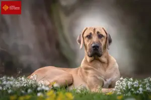 Lire la suite à propos de l’article Éleveurs de Broholmer et chiots en Occitanie