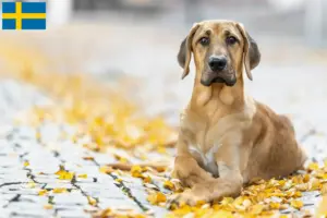 Lire la suite à propos de l’article Éleveurs de Broholmer et chiots en Suède