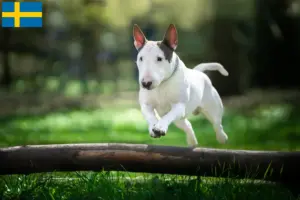 Lire la suite à propos de l’article Éleveurs de Bull Terriers et chiots en Suède