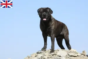 Lire la suite à propos de l’article Éleveurs de Bullmastiff et chiots en Grande-Bretagne
