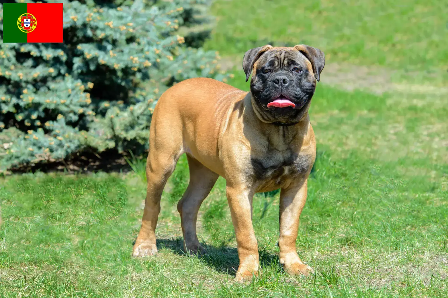 Bullmastiff chiots et éleveurs Portugal Ici, tu trouveras des éleveurs de Bullmastiffs au Portugal.