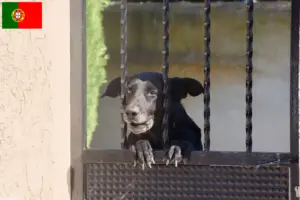 Lire la suite à propos de l’article Ca de Bestiar Éleveurs et chiots au Portugal