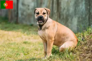 Lire la suite à propos de l’article Ca de Bou Éleveurs et chiots au Portugal