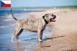 Lire la suite à propos de l’article Ca de Bou Éleveurs et chiots en République tchèque