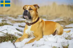 Lire la suite à propos de l’article Ca de Bou Éleveurs et chiots en Suède