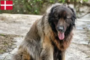 Lire la suite à propos de l’article Cão Da Serra Da Estrela Éleveurs et chiots au Danemark