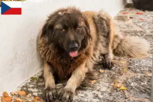 Lire la suite à propos de l’article Cão Da Serra Da Estrela Éleveurs et chiots en République tchèque