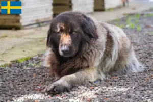 Lire la suite à propos de l’article Cão Da Serra Da Estrela Éleveurs et chiots en Suède