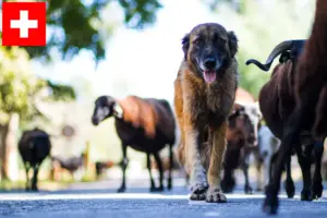 Lire la suite à propos de l’article Cão Da Serra Da Estrela Éleveurs et chiots en Suisse