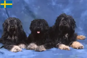 Lire la suite à propos de l’article Cão da Serra de Aires éleveurs et chiots en Suède