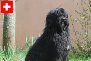 Lire la suite à propos de l’article Cão de Agua português éleveurs et chiots en Suisse