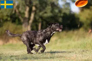 Lire la suite à propos de l’article Cão Fila de São Miguel Éleveurs et chiots en Suède