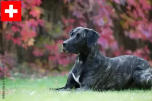 Lire la suite à propos de l’article Cão Fila de São Miguel Éleveurs et chiots en Suisse