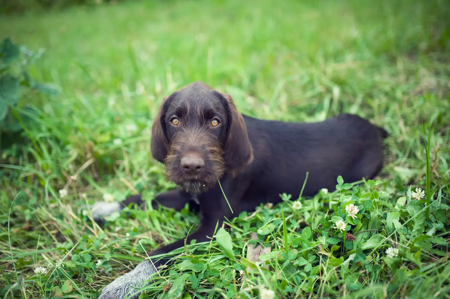 Acheter un chiot Český fousek, c'est prendre ses responsabilités ! Acheter des chiots Český fousek.