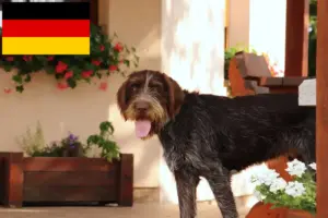 Lire la suite à propos de l’article Český fousek éleveurs et chiots en Allemagne