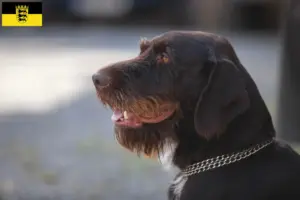 Lire la suite à propos de l’article Český fousek éleveurs et chiots en Baden-Württemberg