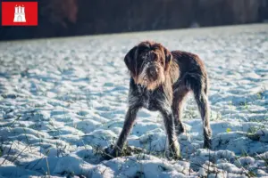 Lire la suite à propos de l’article Český fousek éleveurs et chiots à Hambourg