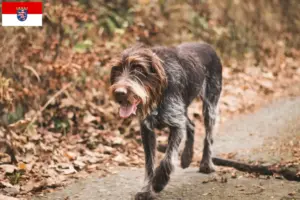 Lire la suite à propos de l’article Český fousek éleveurs et chiots en Hesse