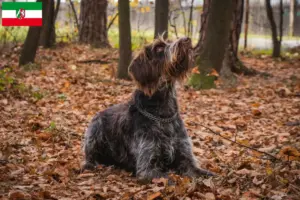 Lire la suite à propos de l’article Český fousek éleveurs et chiots en Rhénanie du Nord-Westphalie