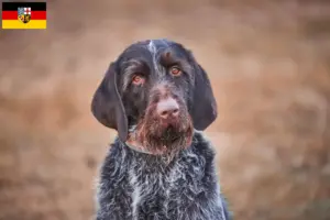 Lire la suite à propos de l’article Český fousek éleveurs et chiots en Sarre
