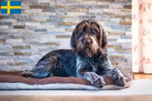 Lire la suite à propos de l’article Český fousek éleveurs et chiots en Suède