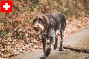 Lire la suite à propos de l’article Český fousek éleveurs et chiots en Suisse
