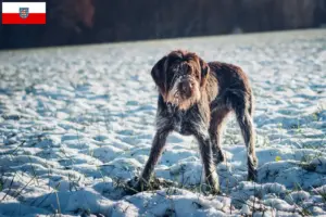 Lire la suite à propos de l’article Český fousek éleveurs et chiots en Thuringe