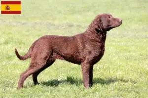 Lire la suite à propos de l’article Chesapeake Bay Retriever éleveurs et chiots en Espagne