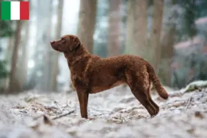 Lire la suite à propos de l’article Chesapeake Bay Retriever éleveurs et chiots en Italie