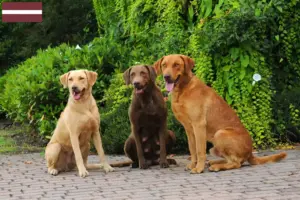 Lire la suite à propos de l’article Chesapeake Bay Retriever éleveurs et chiots en Lettonie