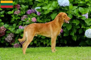Lire la suite à propos de l’article Chesapeake Bay Retriever éleveurs et chiots en Lituanie