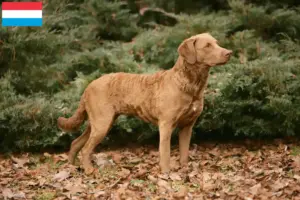 Lire la suite à propos de l’article Chesapeake Bay Retriever éleveurs et chiots au Luxembourg