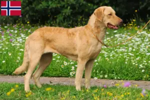 Lire la suite à propos de l’article Chesapeake Bay Retriever éleveurs et chiots en Norvège