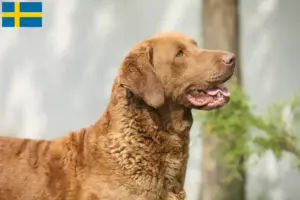 Lire la suite à propos de l’article Chesapeake Bay Retriever éleveurs et chiots en Suède