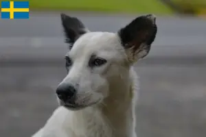 Lire la suite à propos de l’article Éleveurs de chiens canadiens et chiots en Suède