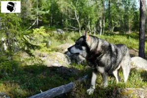 Lire la suite à propos de l’article Éleveurs de chiens courants et chiots en Corse