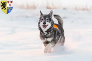 Lire la suite à propos de l’article Éleveurs de chiens courants et chiots en Hauts-de-France