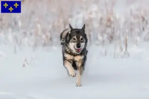 Lire la suite à propos de l’article Éleveurs de chiens courants et chiots en Île-de-France