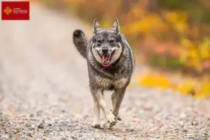 Lire la suite à propos de l’article Éleveurs de chiens courants et chiots en Occitanie