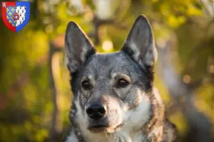 Lire la suite à propos de l’article Éleveurs de chiens courants et chiots en Pays de la Loire