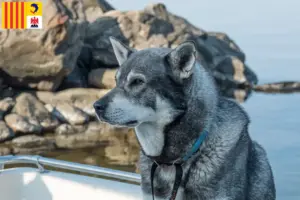Lire la suite à propos de l’article Éleveurs de chiens courants et chiots en Provence-Alpes-Côte d’Azur