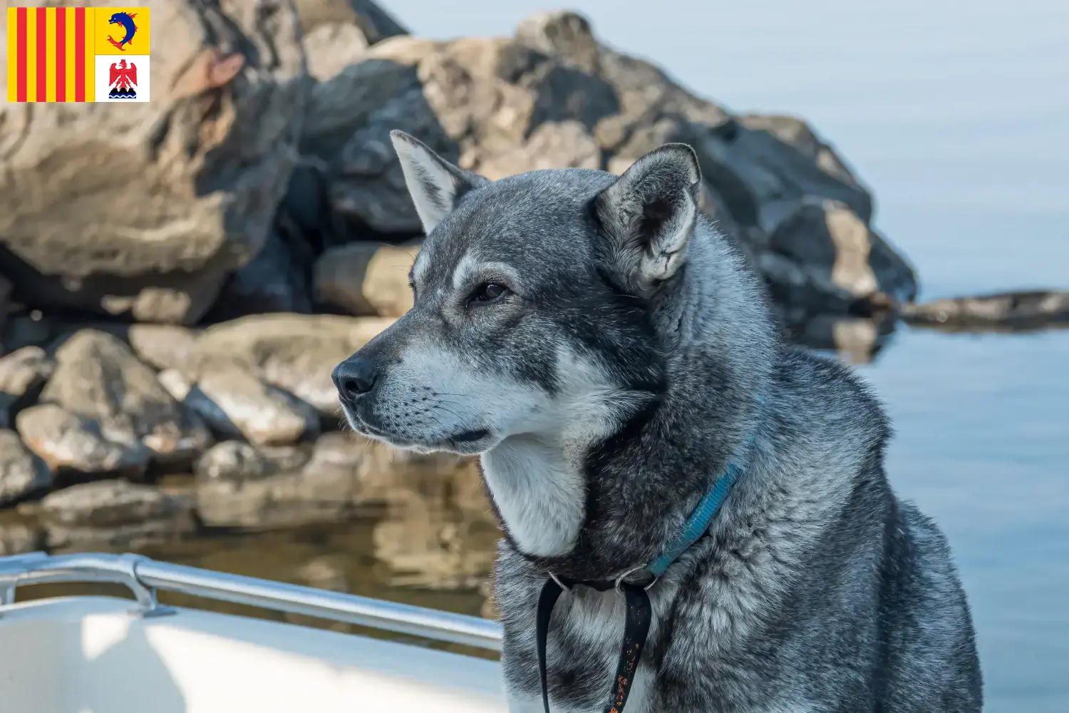 Chiots et éleveurs de chiens courants Provence-Alpes-Côte d'Azur Ici, tu trouveras des éleveurs de chiens courants en Provence-Alpes-Côte d'Azur.