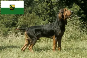Lire la suite à propos de l’article Éleveurs de chiens courants suisses et chiots en Saxe
