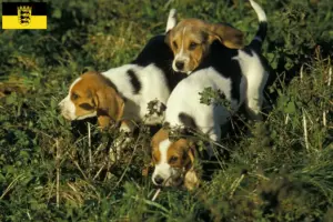 Lire la suite à propos de l’article Chien d’Artois éleveurs et chiots en Baden-Württemberg