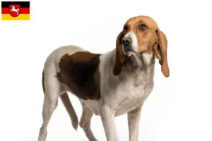 Lire la suite à propos de l’article Chien d’Artois éleveurs et chiots en Basse-Saxe