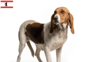 Lire la suite à propos de l’article Chien d’Artois éleveurs et chiots à Berlin